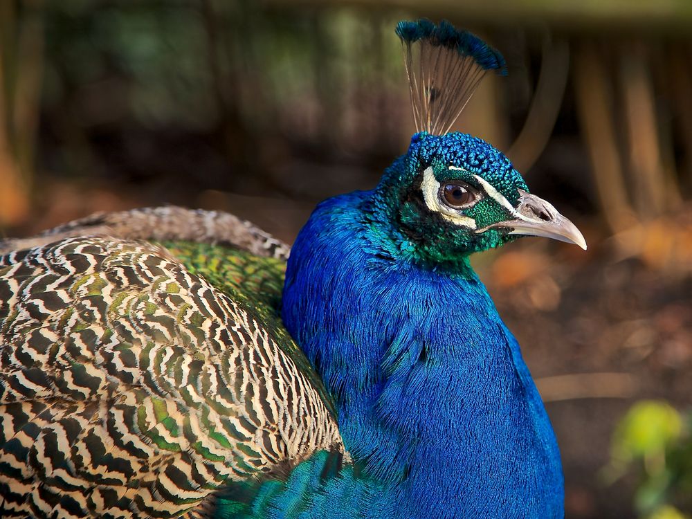 pfau blau