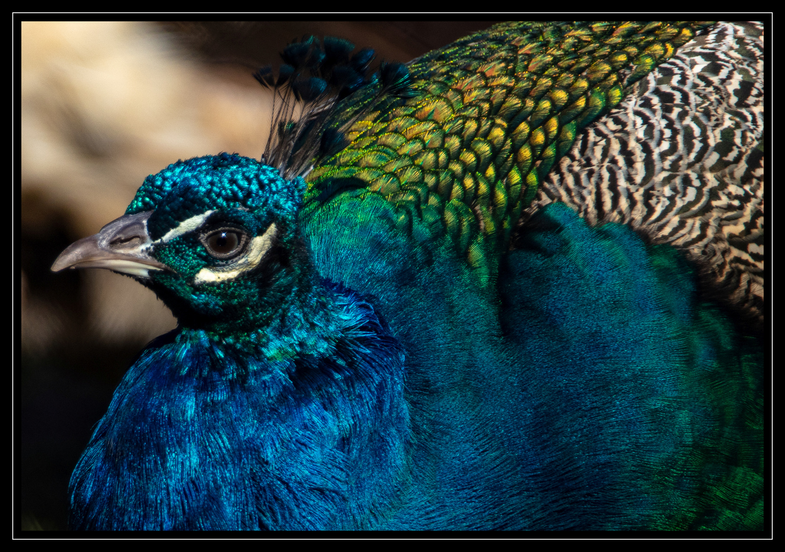 Pfau, blau