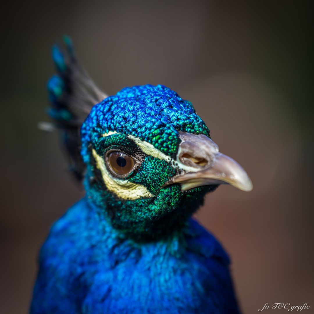 Pfau blau schau