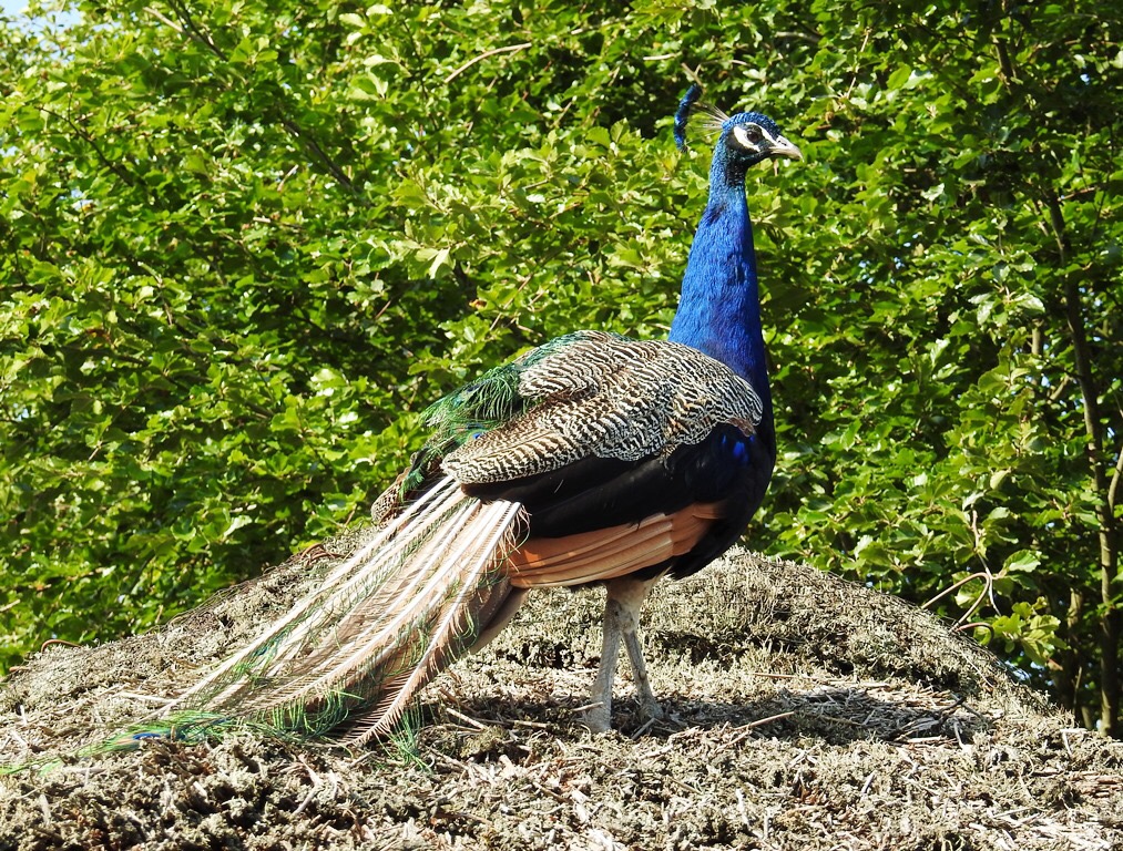 Pfau