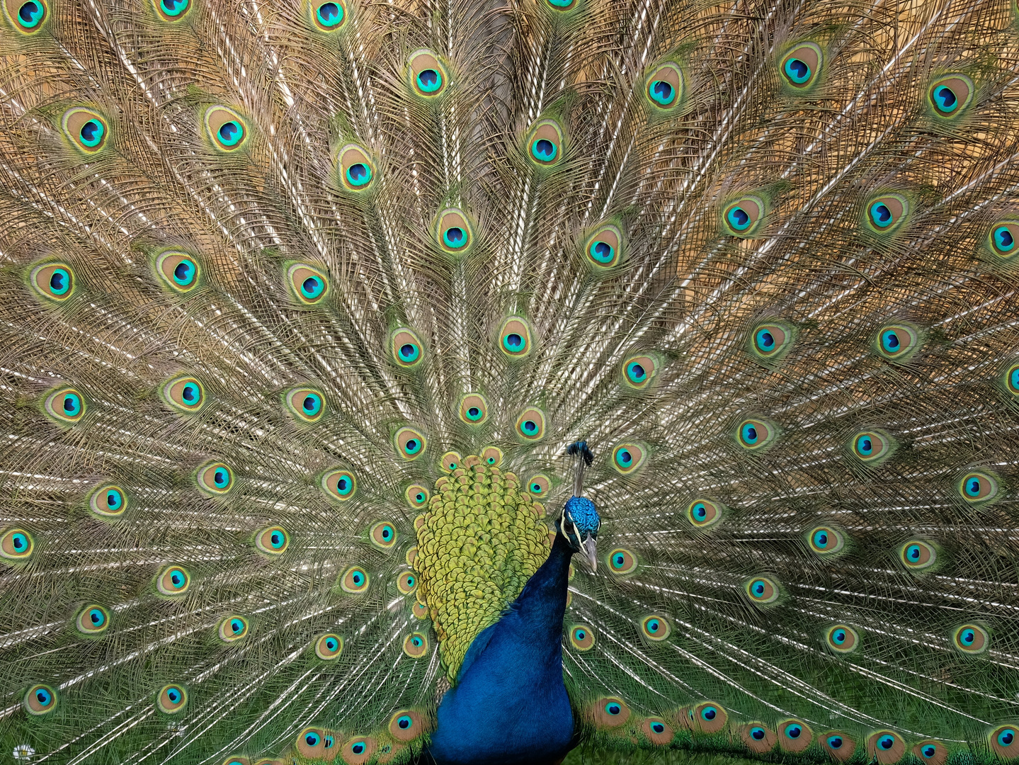 Pfau 