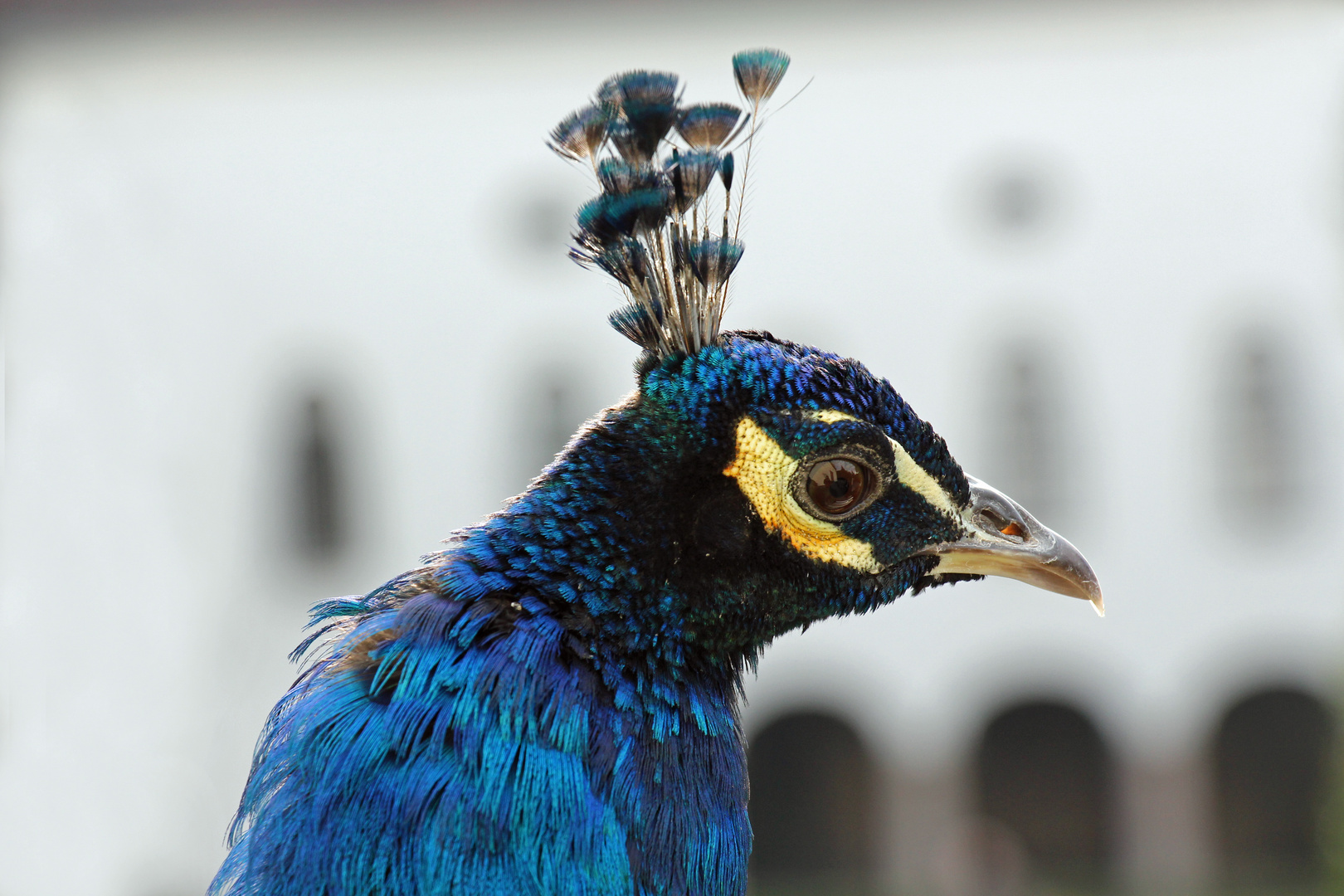 Pfau