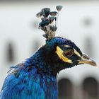 Pfau