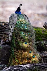 Pfau