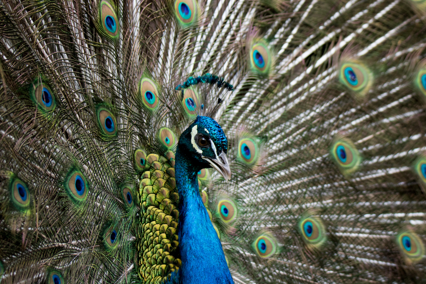 Pfau