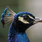 Pfau