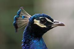 Pfau