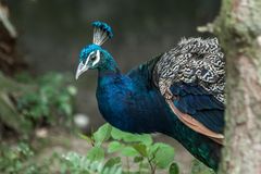 Pfau