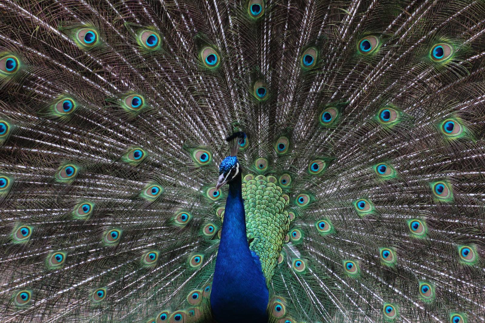 Pfau