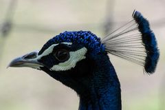 Pfau