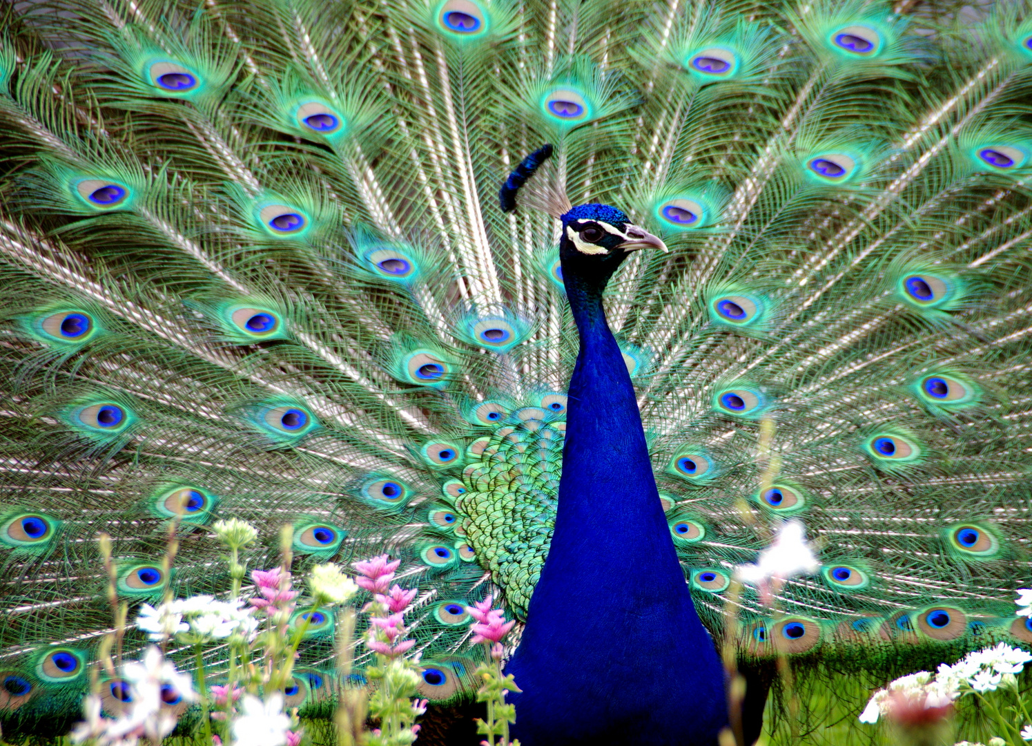 Pfau