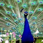 Pfau