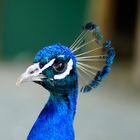 Pfau