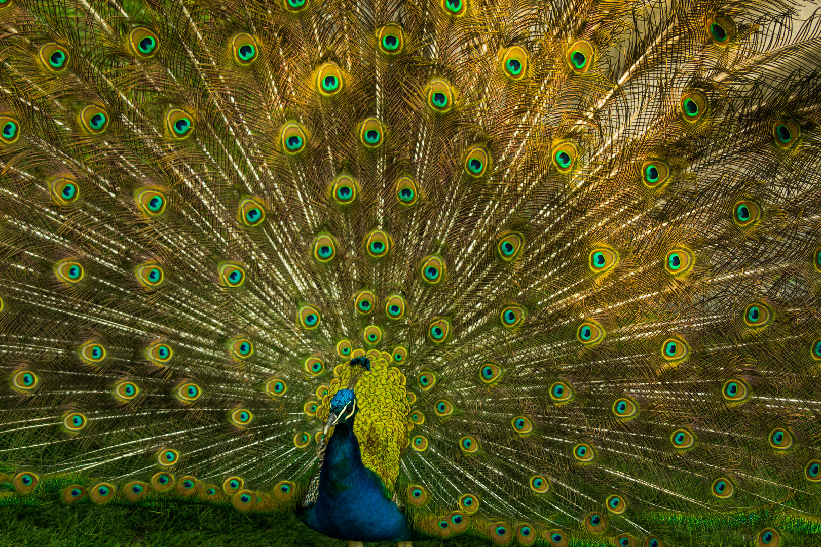 Pfau