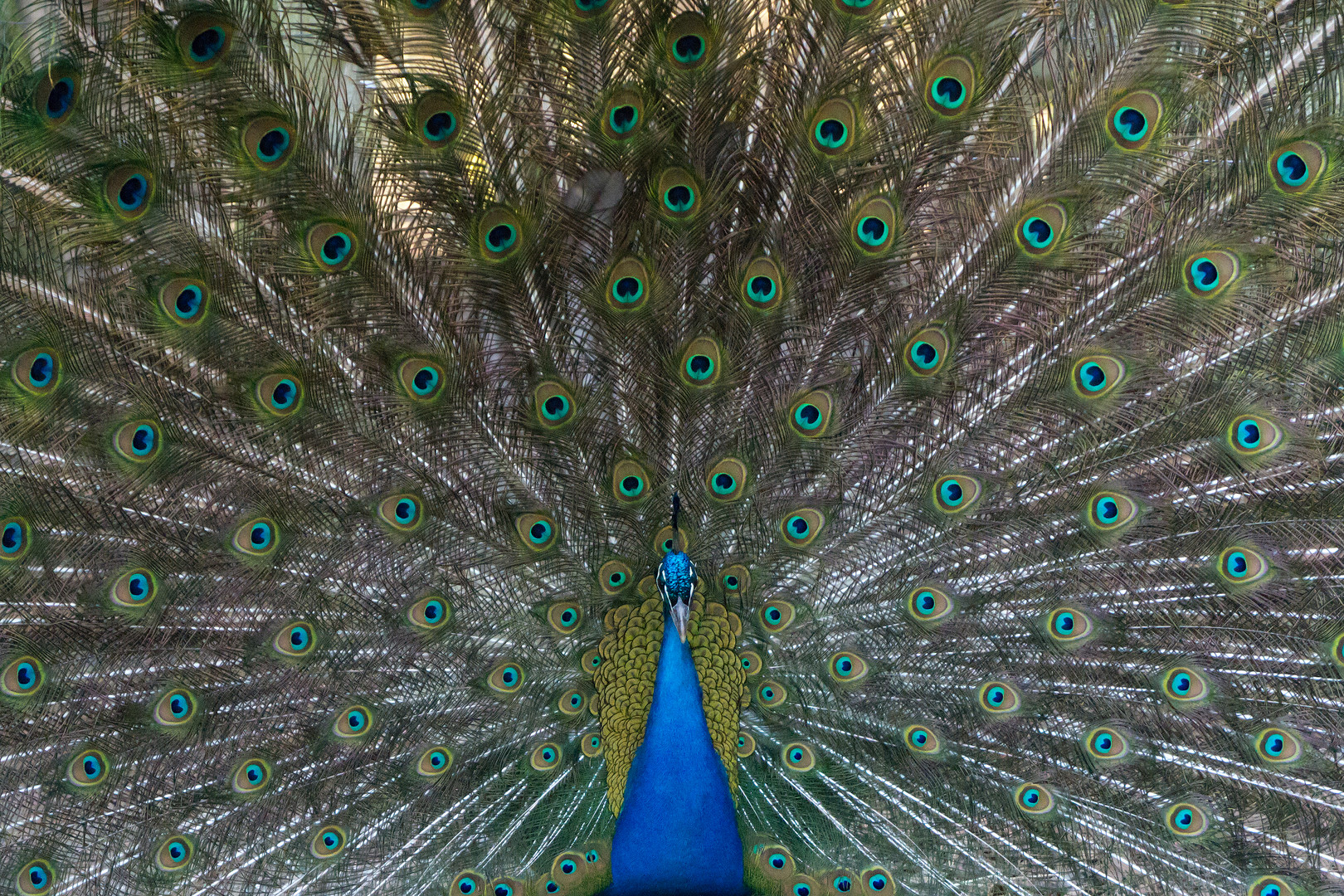 Pfau