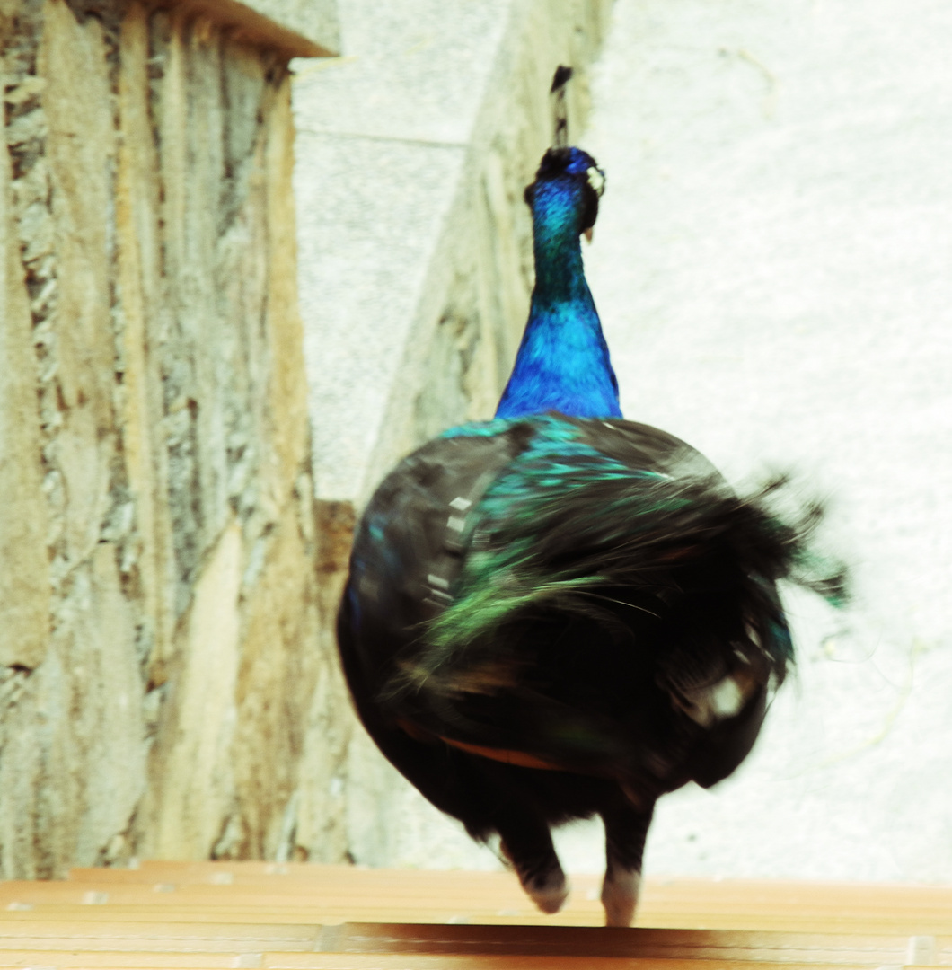 Pfau Catwalk Lomo