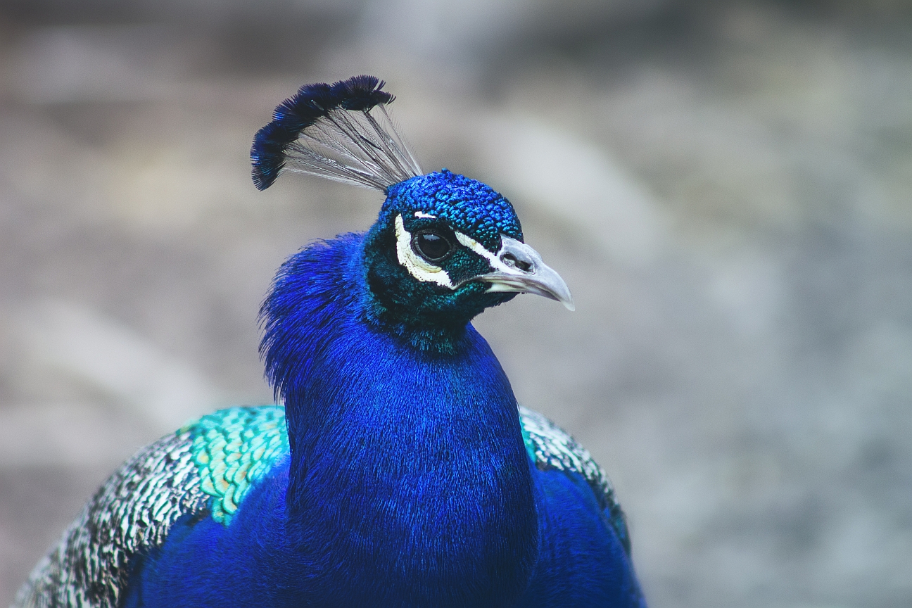 Pfau