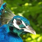 Pfau