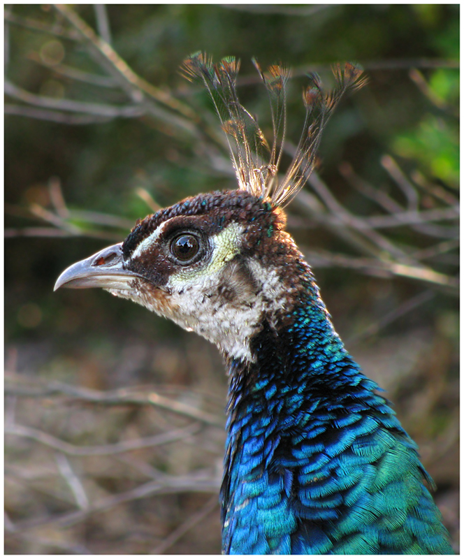 Pfau