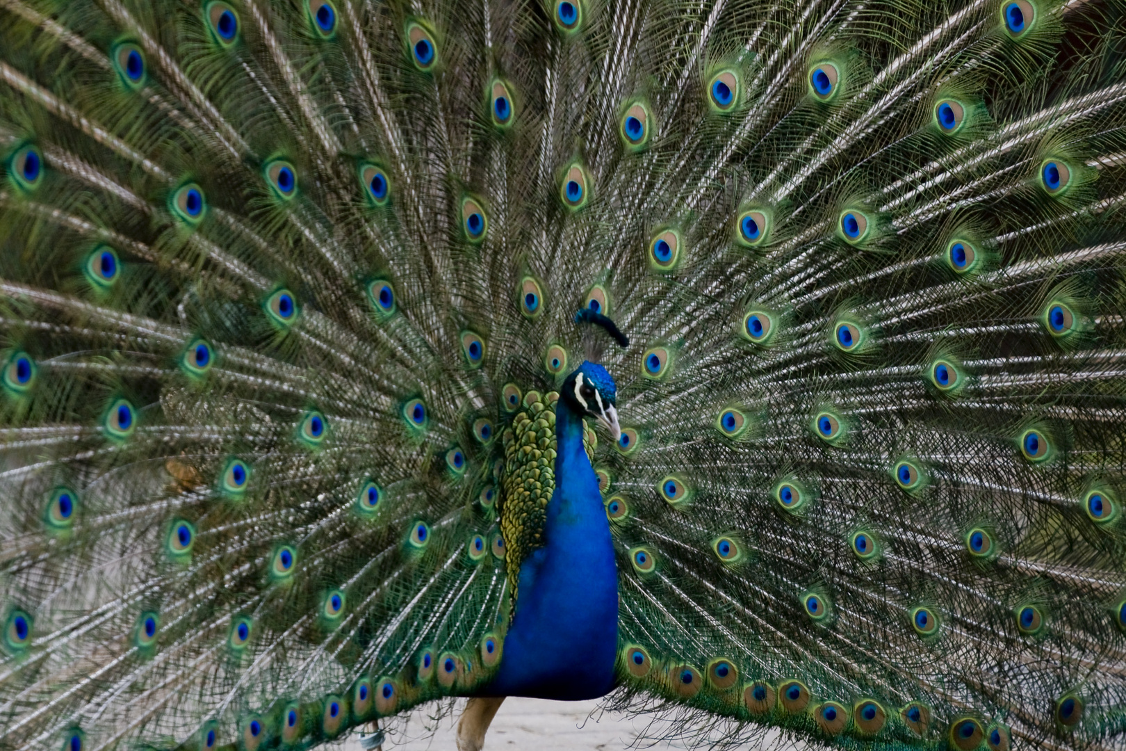 Pfau