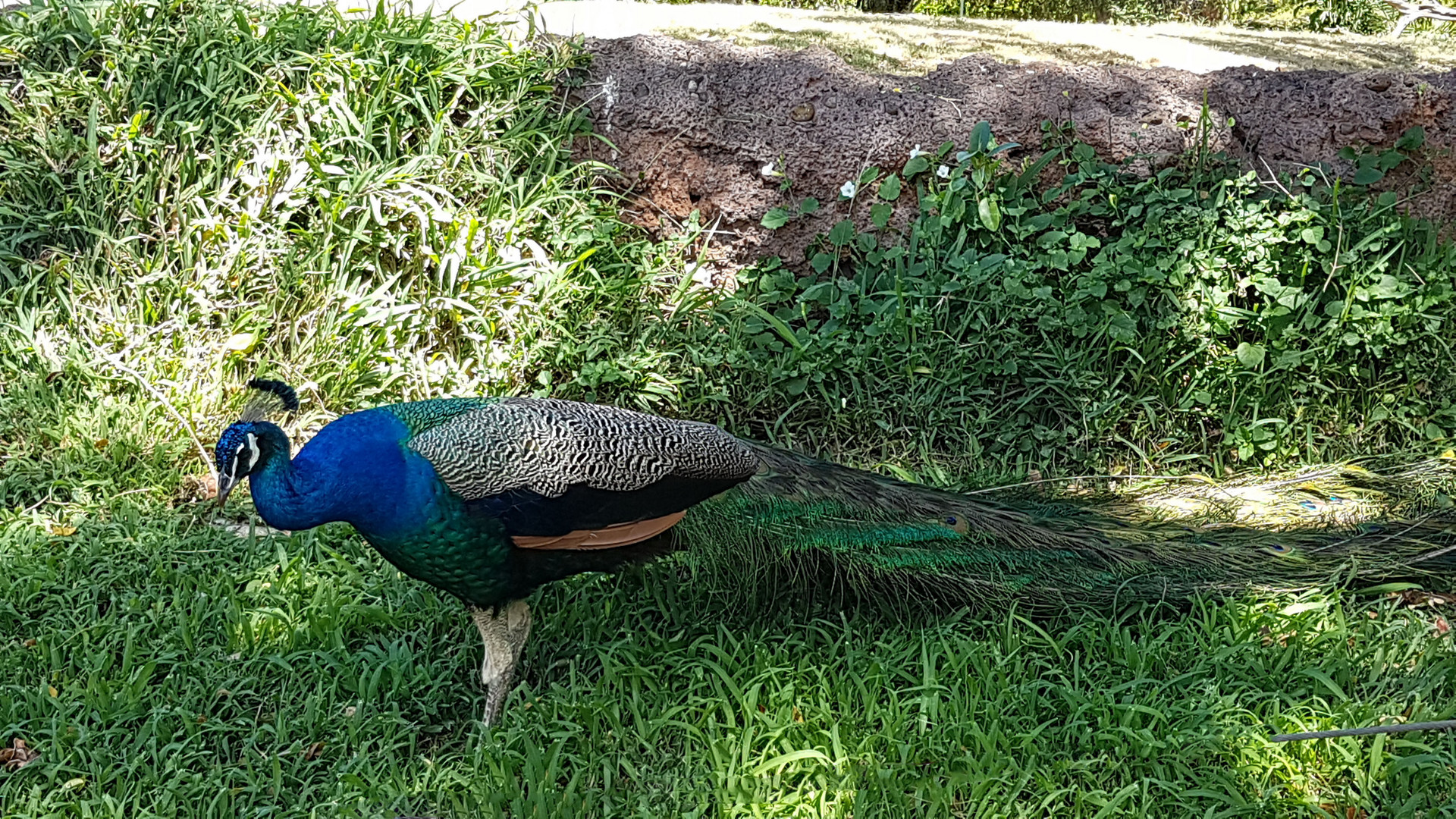 Pfau