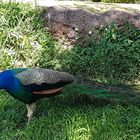 Pfau