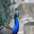 Pfau