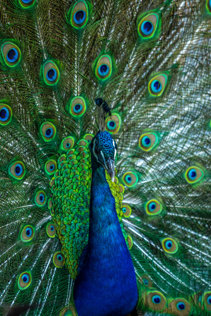 Pfau