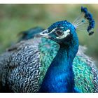 Pfau