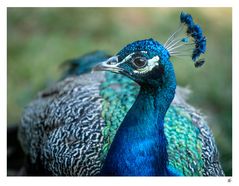 Pfau