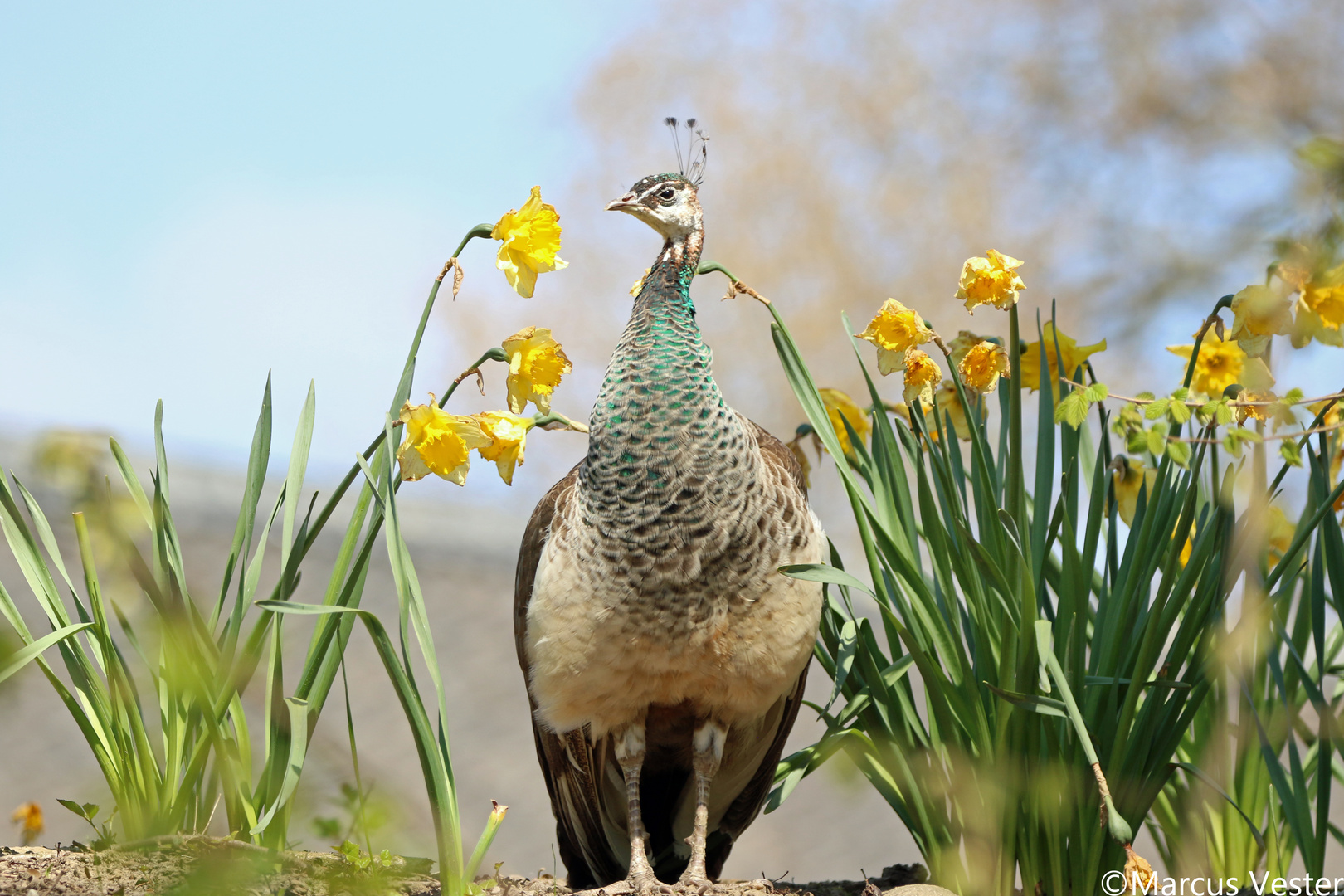 Pfau