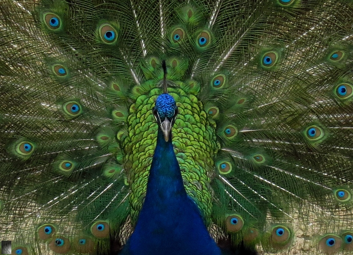 Pfau