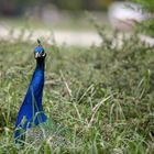 Pfau