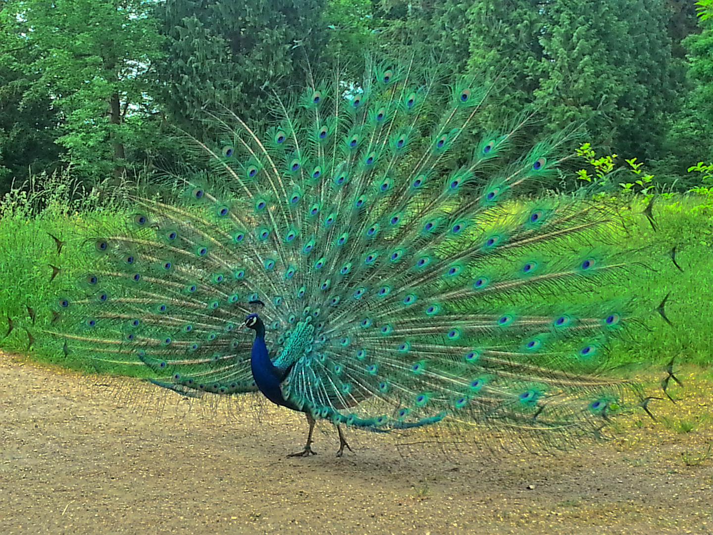 Pfau