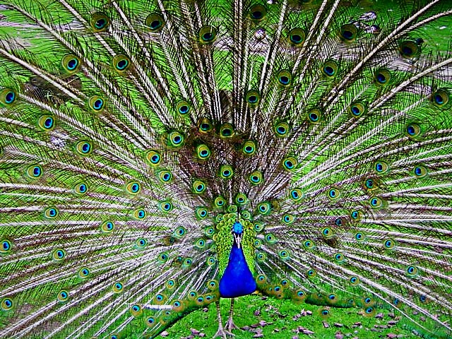 Pfau