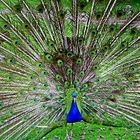 Pfau