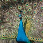 Pfau