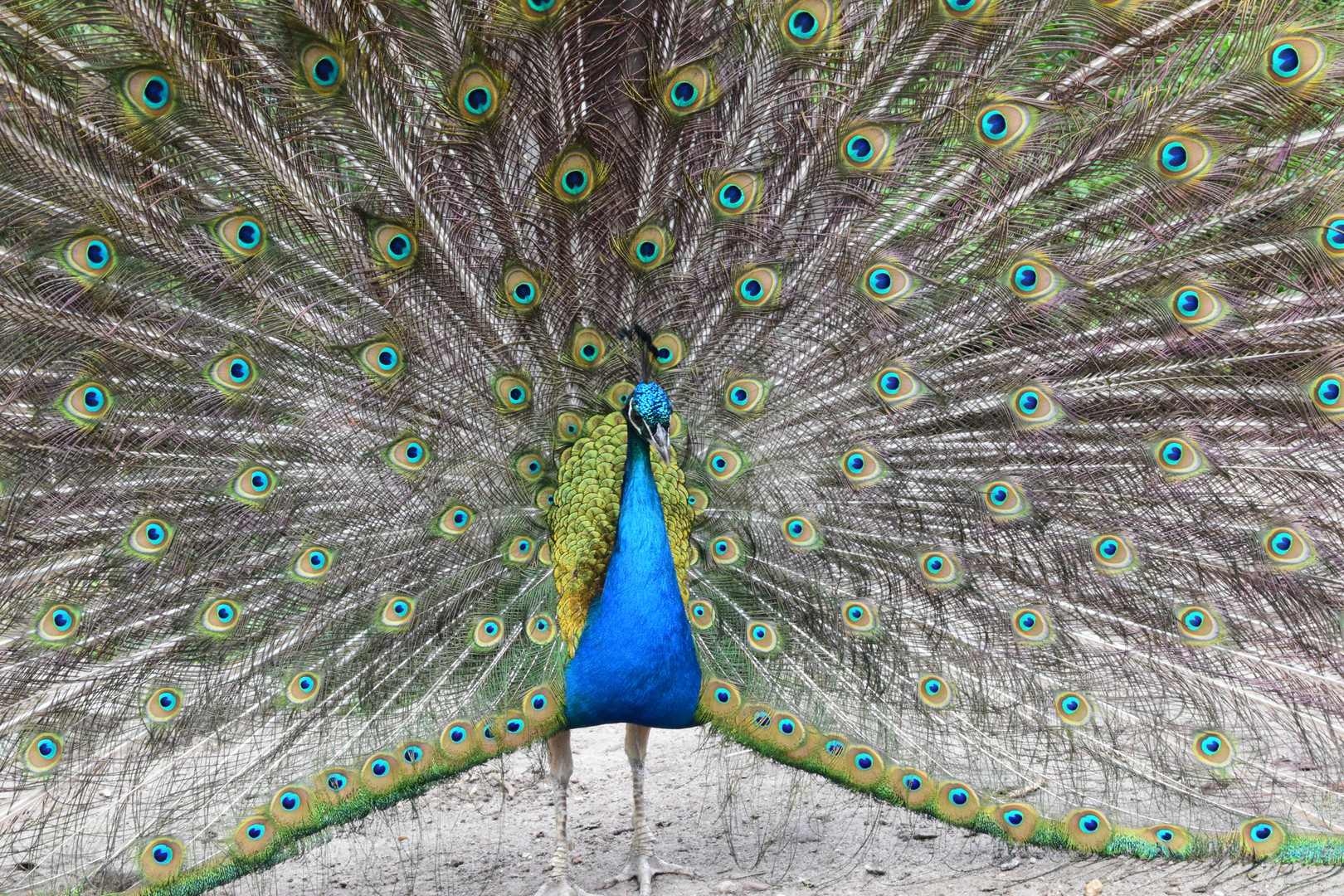 Pfau