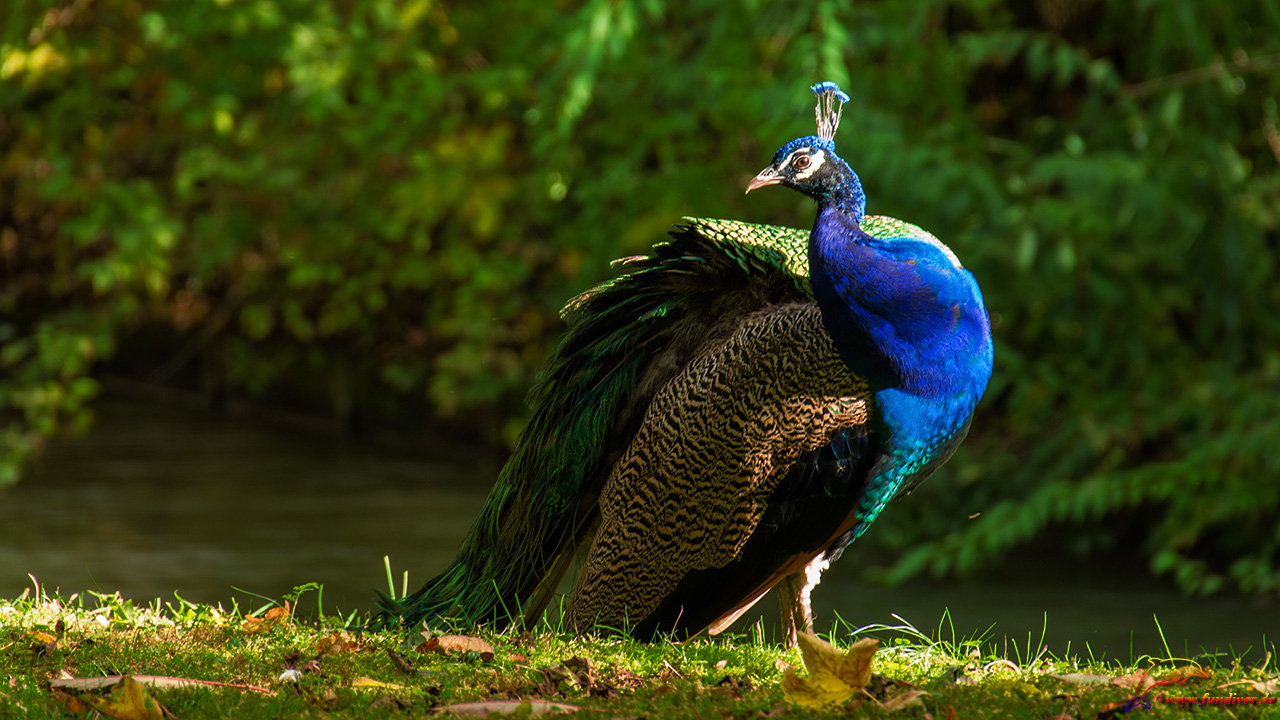 Pfau