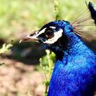 Pfau