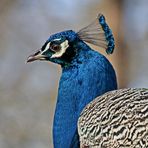 Pfau