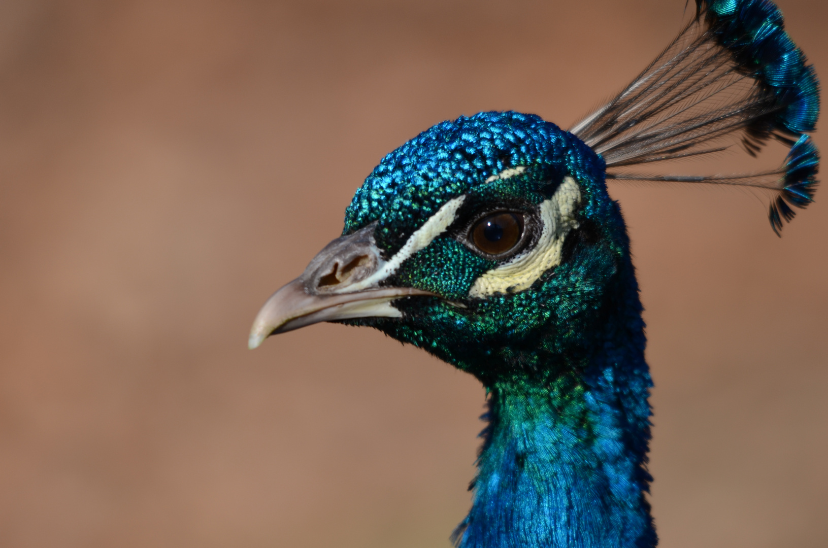 Pfau