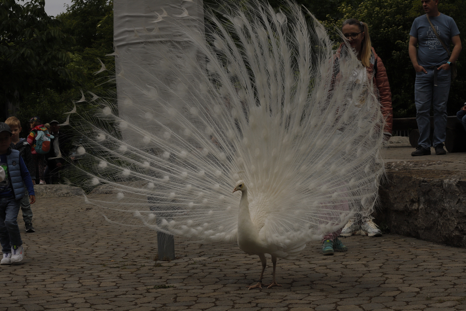 Pfau