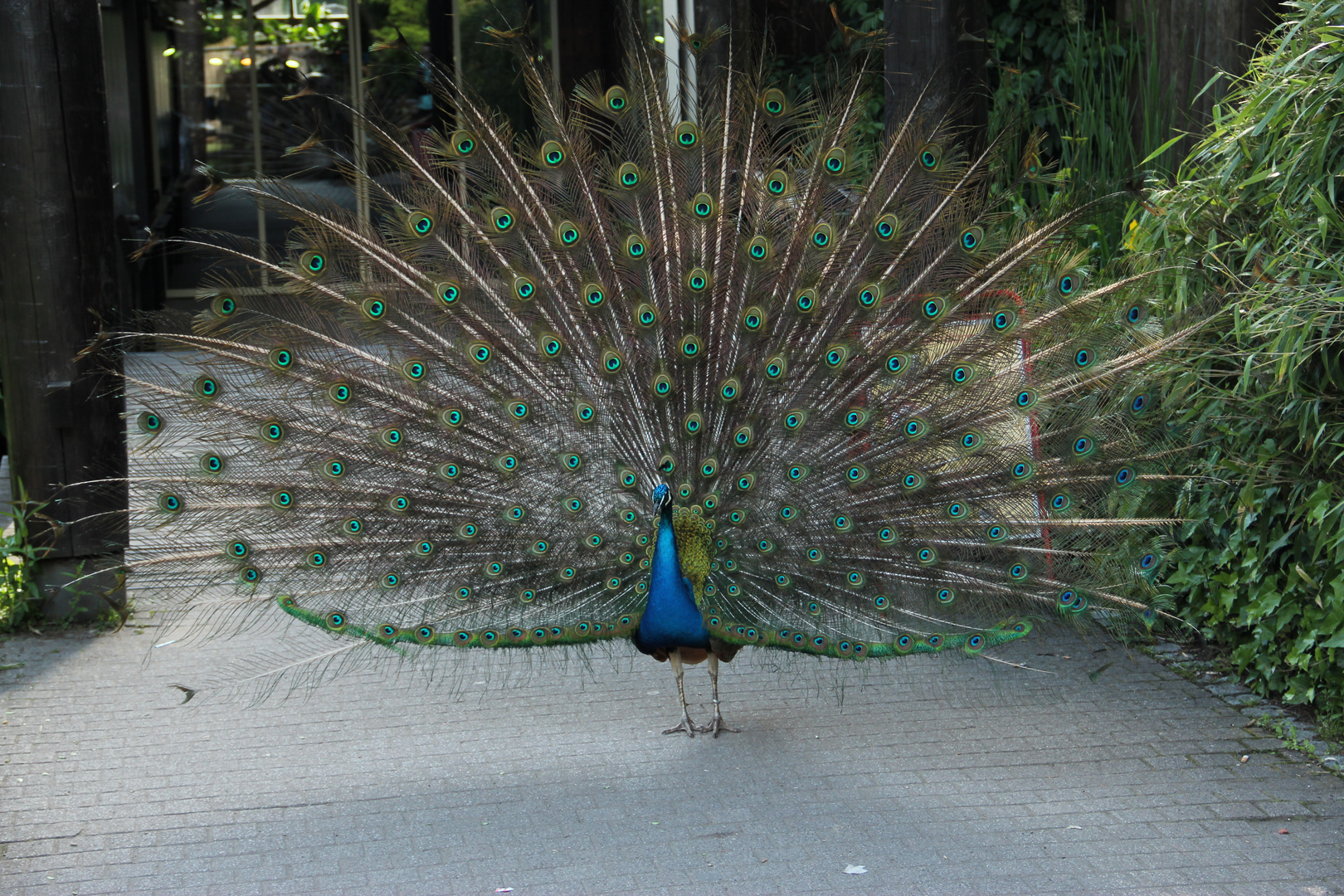 Pfau der 2te