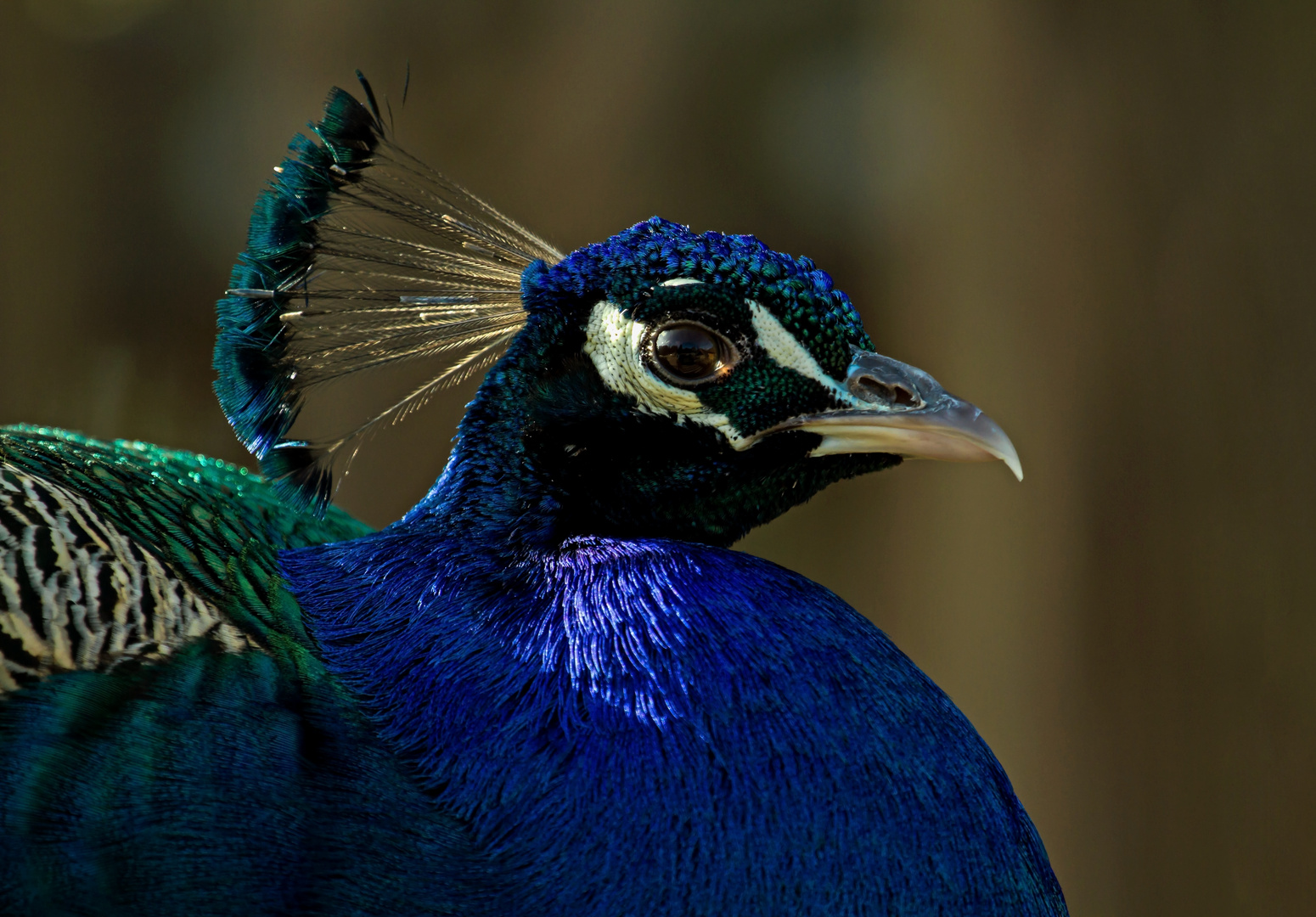 pfau ....der klassiker.....