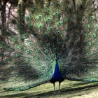 Pfau - Der Radschläger -