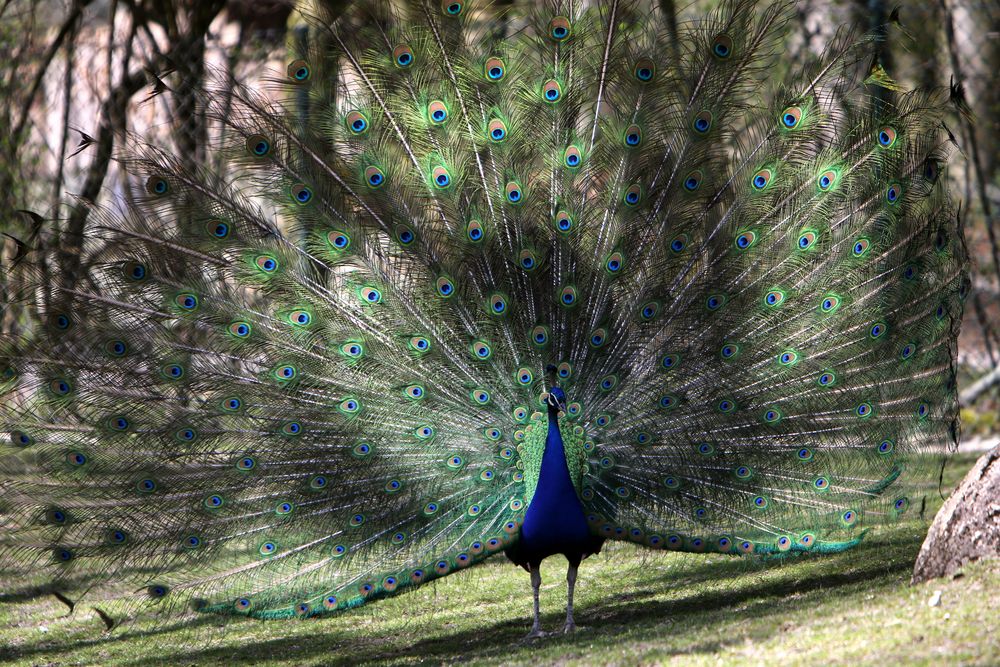 Pfau - Der Radschläger -