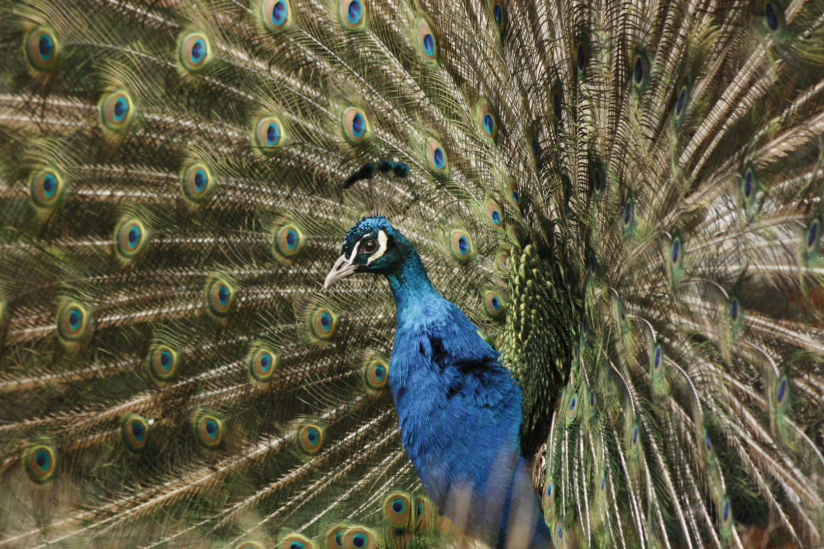 Pfau