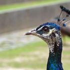 Pfau