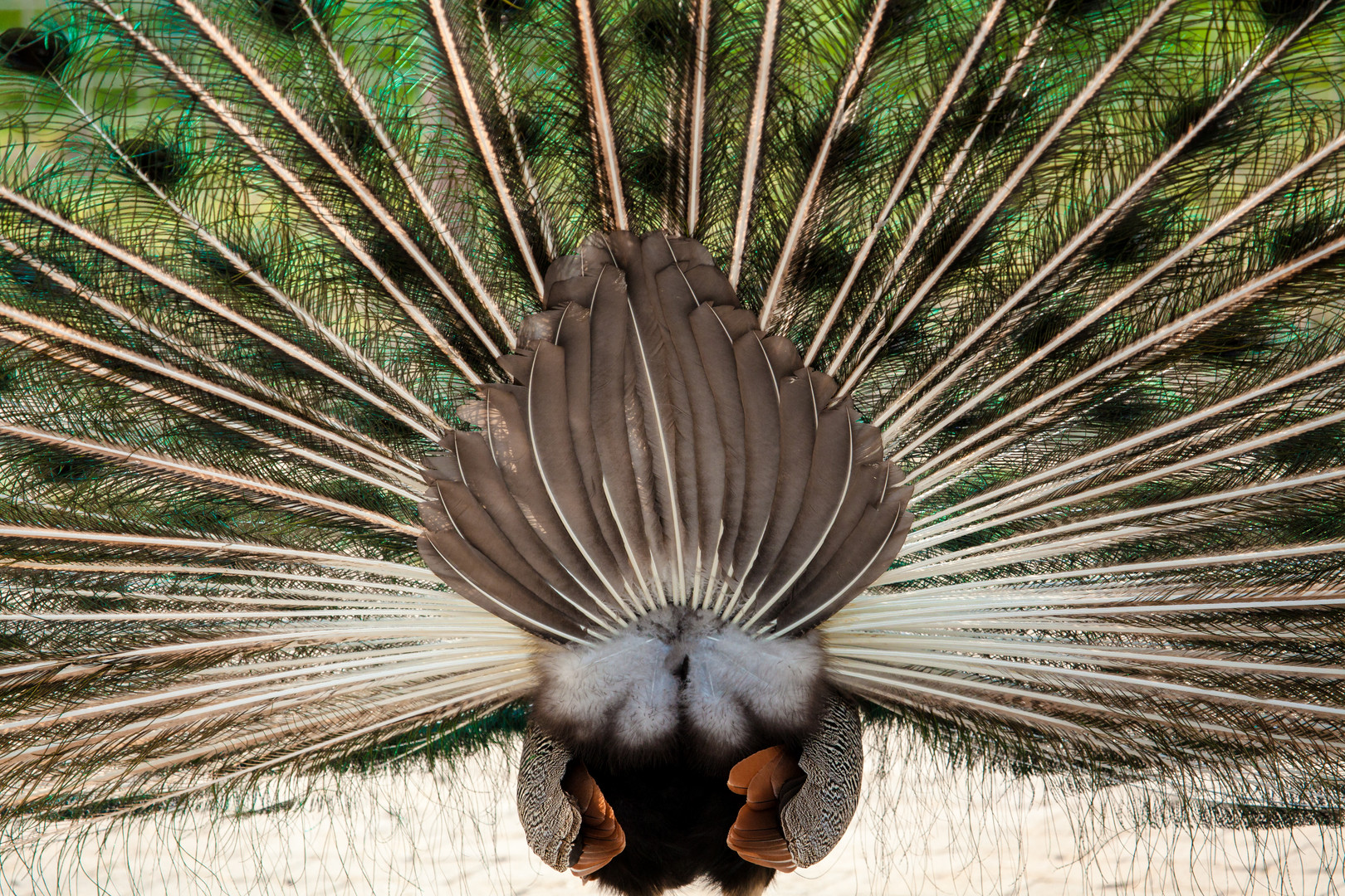 Pfau - Die Schönheiten der Natur